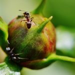 Dreams About Ants – Interpretation and Meaning