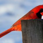 Red Bird aka Cardinal – Symbolism and Meaning