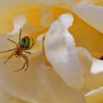 What Does It Mean When You Dream About Spiders – Interpretation and Meaning