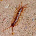 Dreams About Centipedes – Interpretation and Meaning