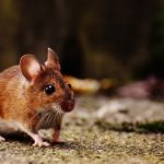 Dreams about Mice, Mouse – Interpretation and Meaning