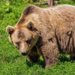 Bear – Spirit Animal, Symbolism and Meaning