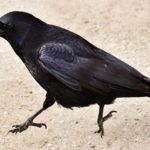 Crow, Raven – Spirit Animal, Symbolism and Meaning