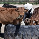 Dreams about Cows – Interpretation and Meaning
