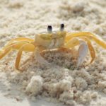 Dreams about Crabs – Interpretation and Meaning