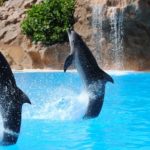 Dreams about Dolphins – Interpretation and Meaning