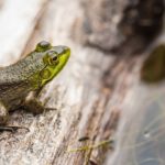 Dreams about Frogs – Interpretation and Meaning