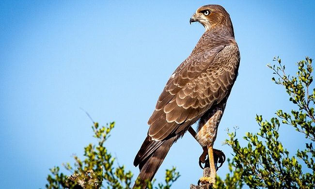 Falcon Spirit Animal Symbolism And Meaning