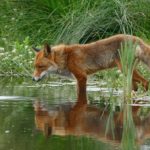 Fox – Spirit Animal, Symbolism and Meaning