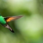 Hummingbird – Spirit Animal, Symbolism and Meaning