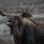 Moose Meaning and Symbolism