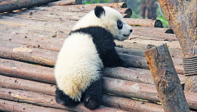 Panda – Spirit Animal, Symbolism and Meaning