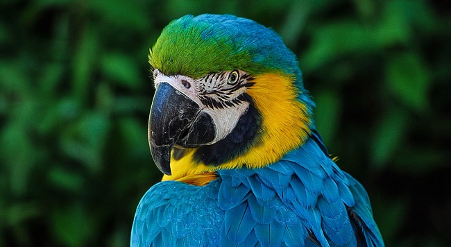 Parrot – Spirit Animal, Symbolism and Meaning