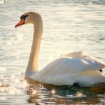 Swan – Spirit Animal, Symbolism and Meaning