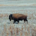 Bison, Buffalo – Spirit Animal, Symbolism and Meaning