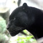 Black Panther – Spirit Animal, Symbolism and Meaning