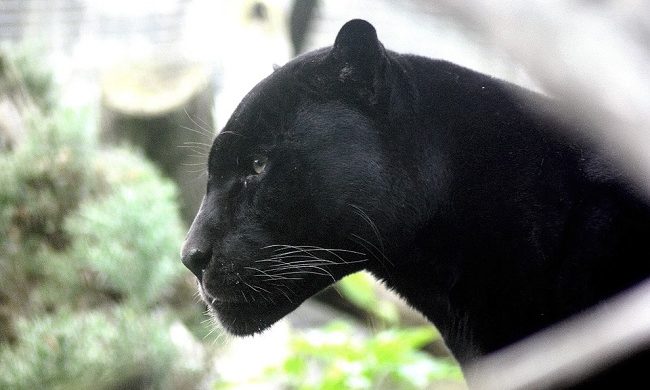 Black Panther Spirit Animal Symbolism And Meaning