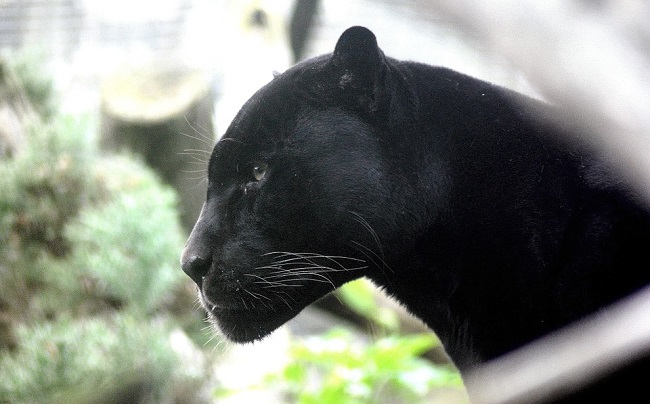 black panther characteristics
