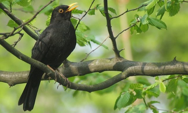 Blackbird – Spirit Animal, Symbolism and Meaning
