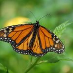 Butterfly – Spirit Animal, Symbolism and Meaning