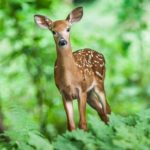 Deer – Spirit Animal, Symbolism and Meaning