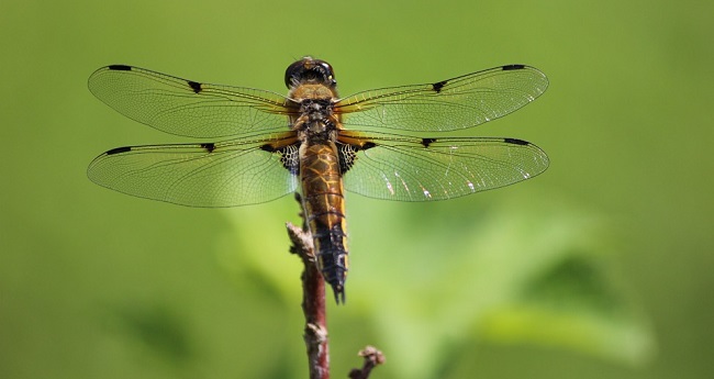 Dragonfly – Spirit Animal, Symbolism and Meaning