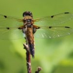 Dragonfly – Spirit Animal, Symbolism and Meaning