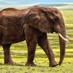 Elephant – Spirit Animal, Symbolism an Meaning
