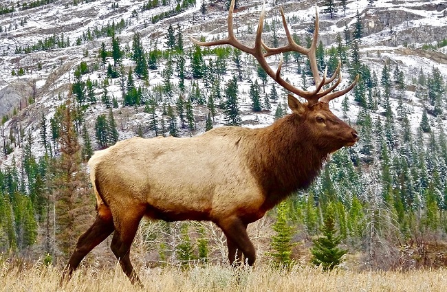 Elk Spirit Animal Symbolism And Meaning