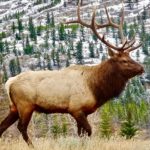 Elk – Spirit Animal, Symbolism and Meaning