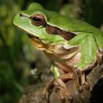 Frog – Spirit Animal, Symbolism and Meaning