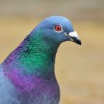 Pigeon, Dove – Spirit Animal,Symbolism and Meaning