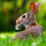Rabbit – Spirit Animal, Symbolism and Meaning