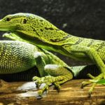 Reptiles – Spirit Animal, Symbolism and Meaning