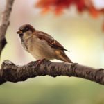 Sparrow – Spirit Animal, Symbolism and Meaning