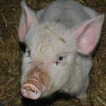 Dreams About Pigs – Interpretation and Meaning