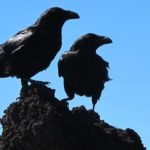 Dreams about Crows – Interpretation and Meaning