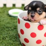 Dreams about Puppies – Interpretation and Meaning