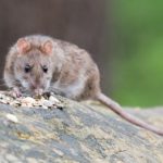 Dreams about Rats – Interpretation and Meaning