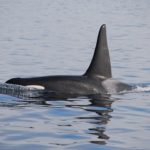 Dreams about Killer Whales – Interpretation and Meaning