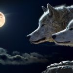 Dreams about Wolves – Interpretation and Meaning