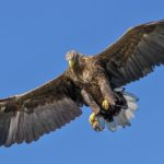 Eagle – Spirit Animal, Symbolism and Meaning