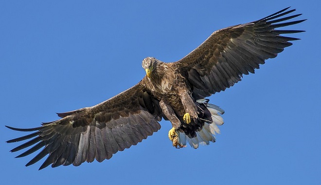 eagle-spirit-animal-symbolism-and-meaning