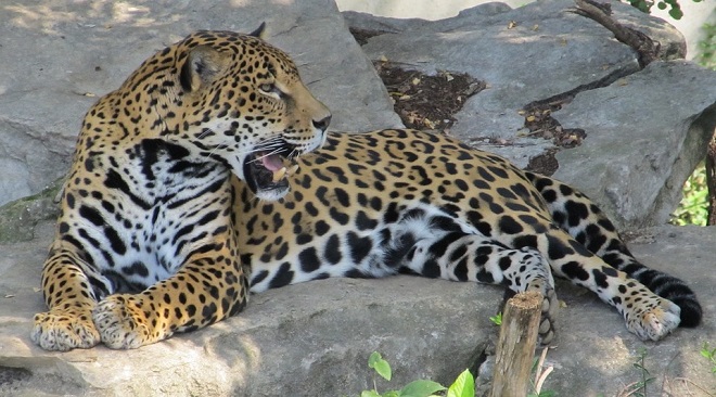 Jaguar – Spirit Animal, Symbolism and Meaning