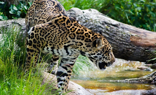 Jaguar – Spirit Animal, Symbolism and Meaning