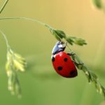 Ladybug – Spirit Animal, Symbolism and Meaning