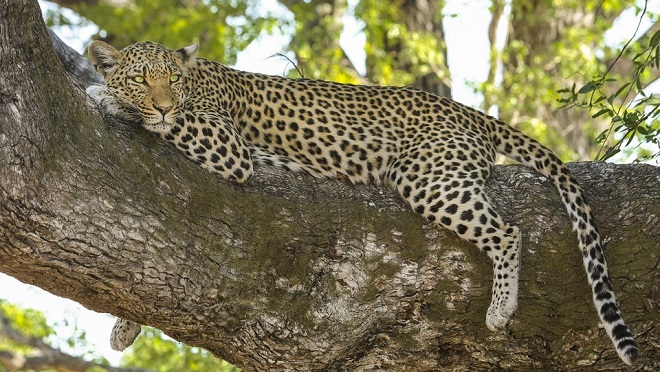 luhonono-leopard-totem-headshoots