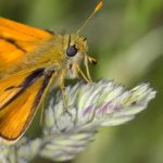 Moth – Spirit Animal, Symbolism and Meaning