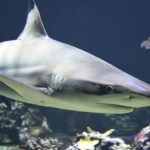 Shark – Spirit Animal, Symbolism and Meaning