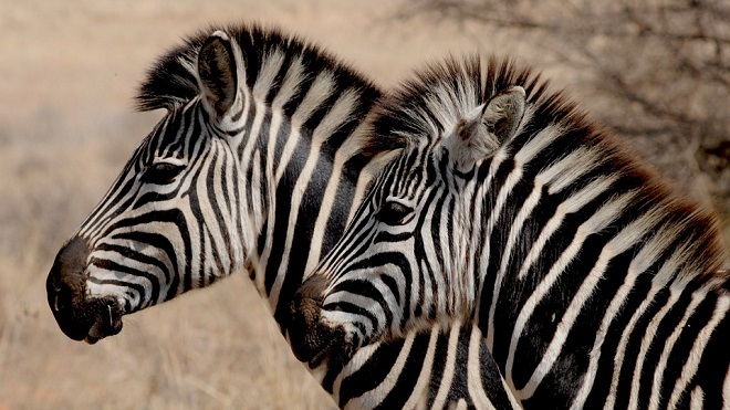 zebra-spirit-animal-symbolism-and-meaning